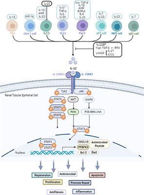 Interleukin-22 in Renal Protection and Its Pathological Role in Kidney Diseases